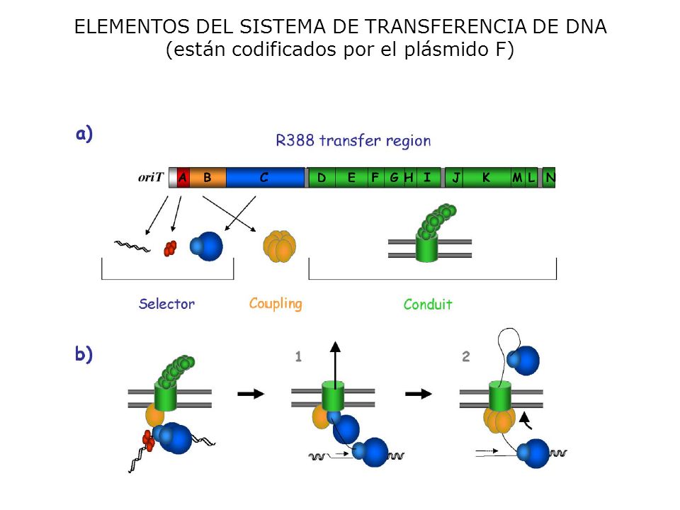 ELEMENTOS DEL SISTEMA DE TRANSFERENCIA DE DNA (están codificados por el plásmido F)
