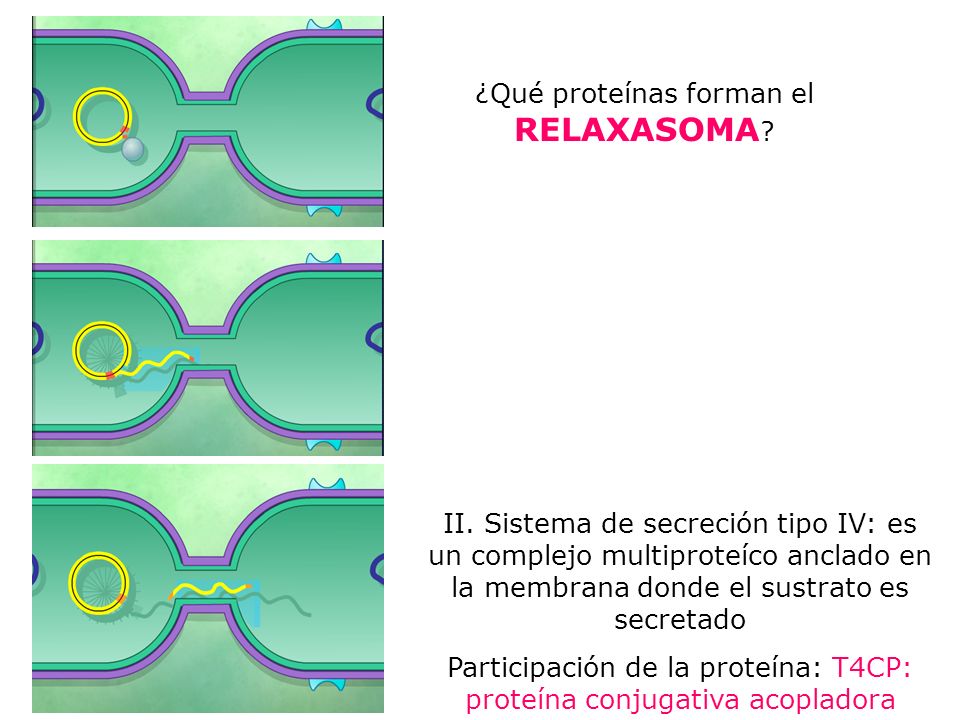¿Qué proteínas forman el RELAXASOMA