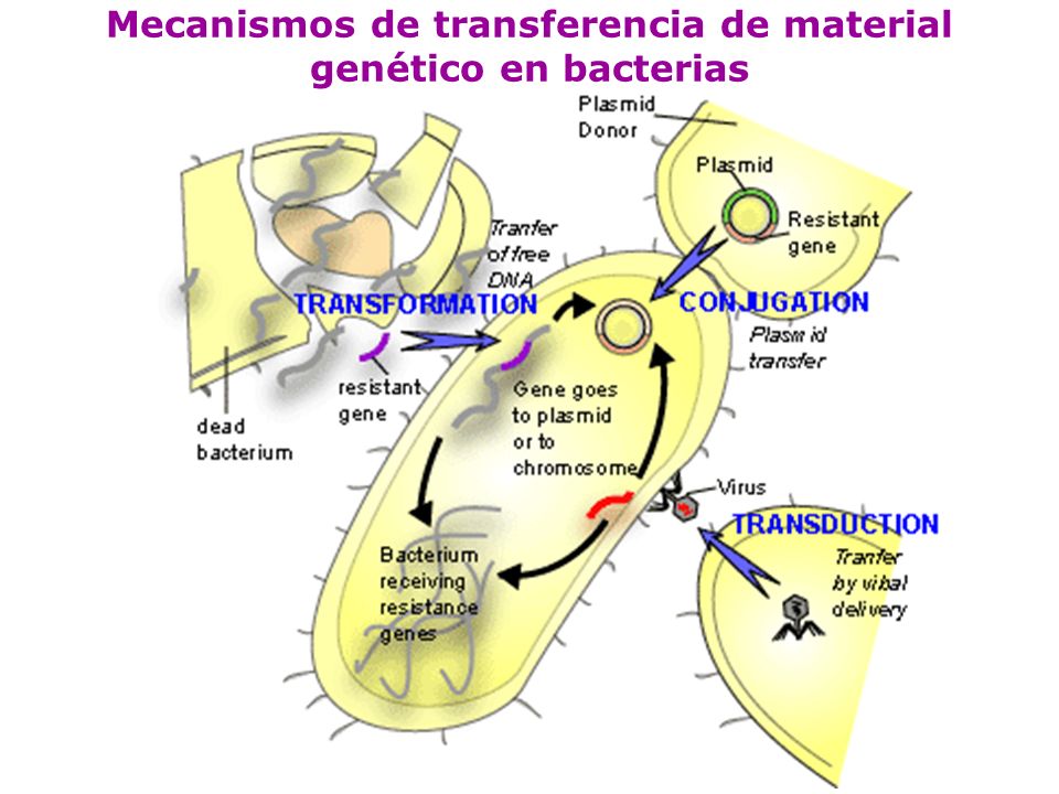 Mecanismos de transferencia de material genético en bacterias