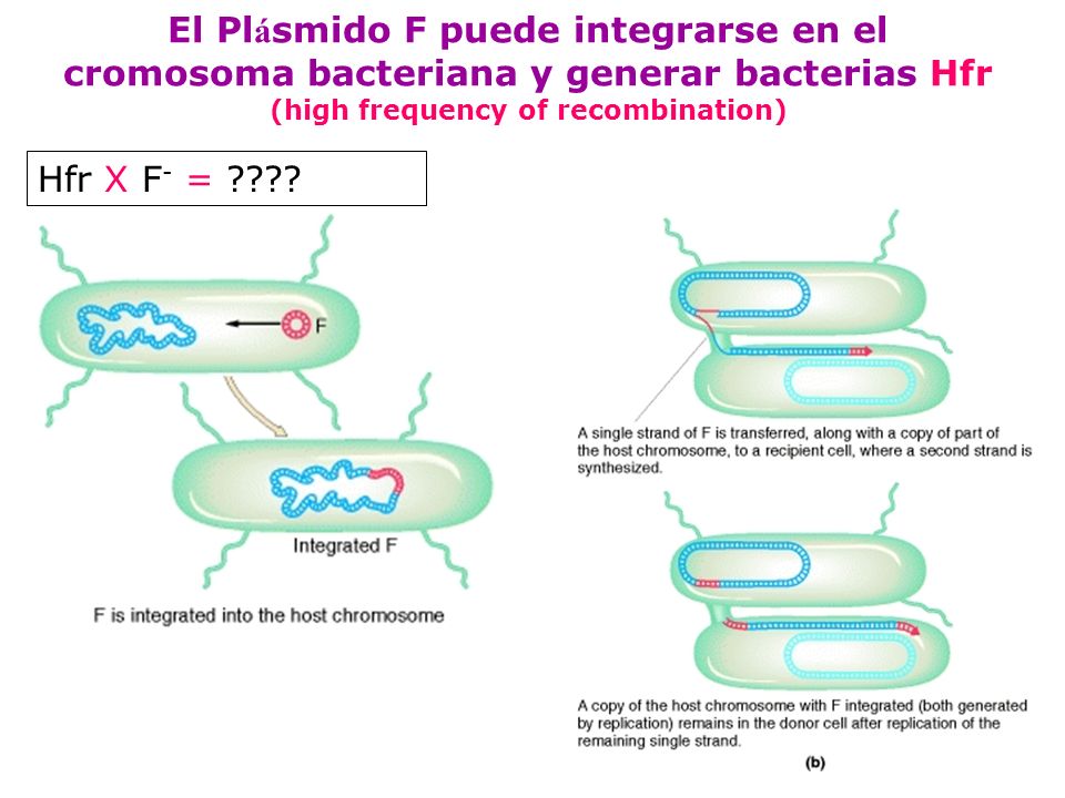 El Plásmido F puede integrarse en el cromosoma bacteriana y generar bacterias Hfr (high frequency of recombination)