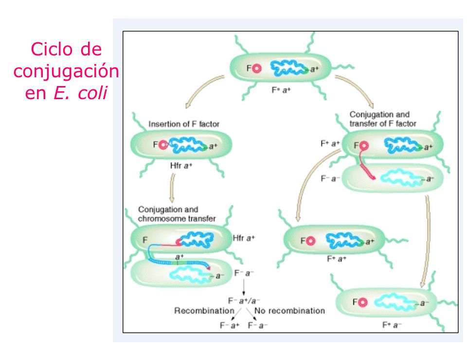 Ciclo de conjugación en E. coli