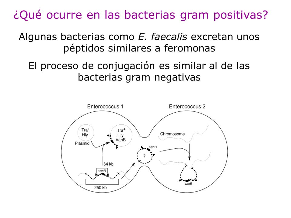 ¿Qué ocurre en las bacterias gram positivas