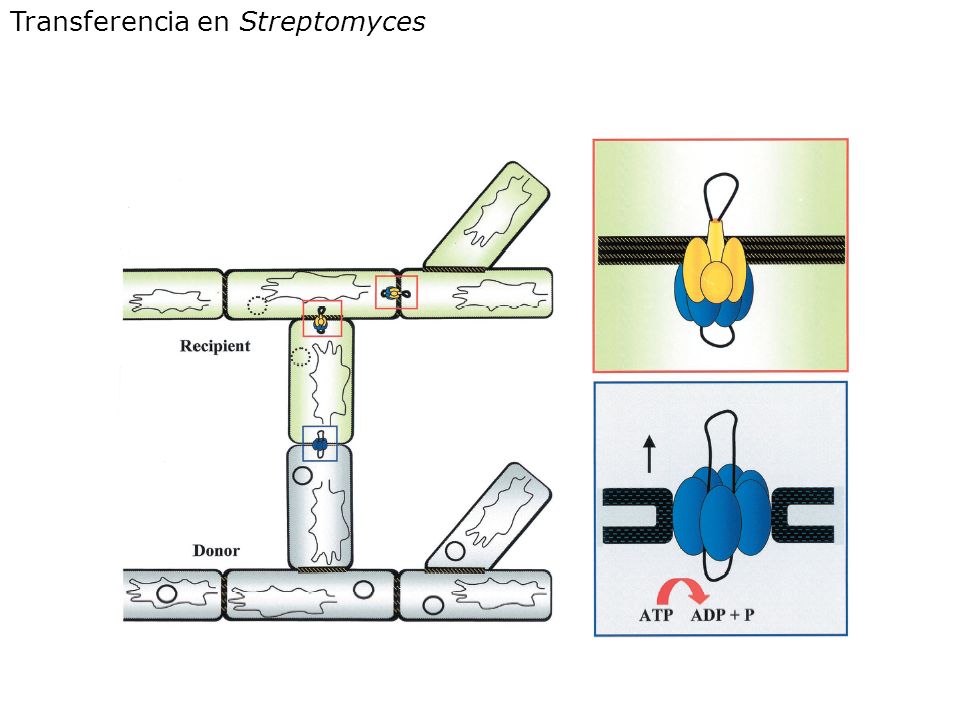 Transferencia en Streptomyces