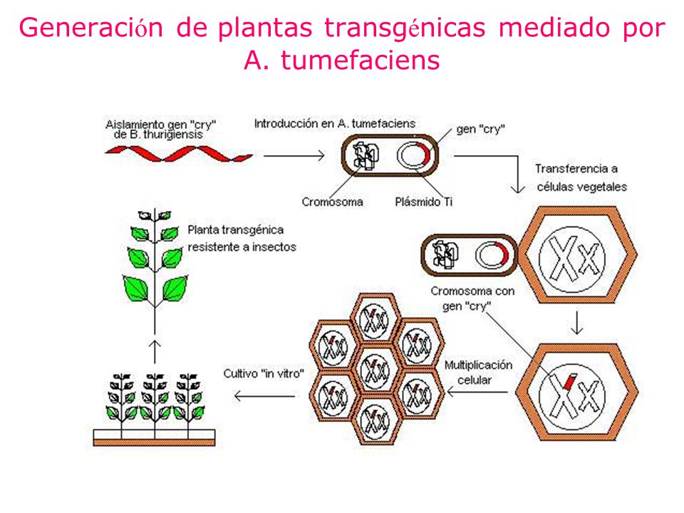 Generación de plantas transgénicas mediado por A. tumefaciens