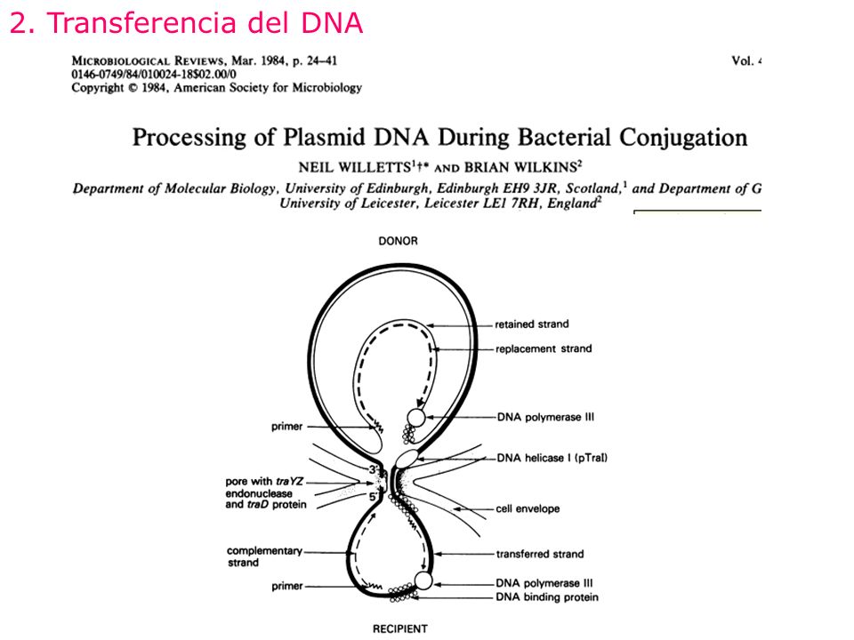 2. Transferencia del DNA