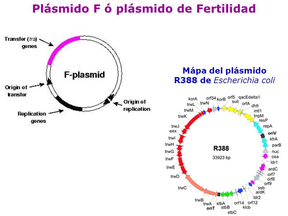 Plásmido F ó plásmido de Fertilidad