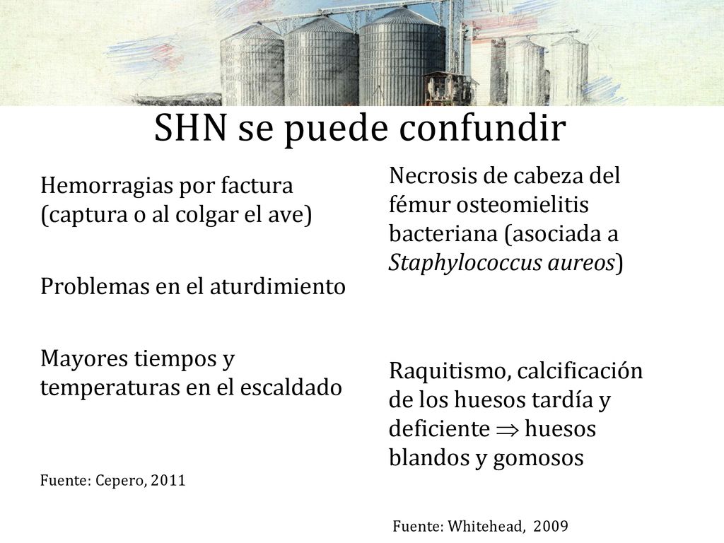 SHN se puede confundir Necrosis de cabeza del fémur osteomielitis bacteriana (asociada a Staphylococcus aureos)