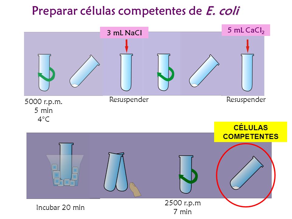 Preparar células competentes de E. coli