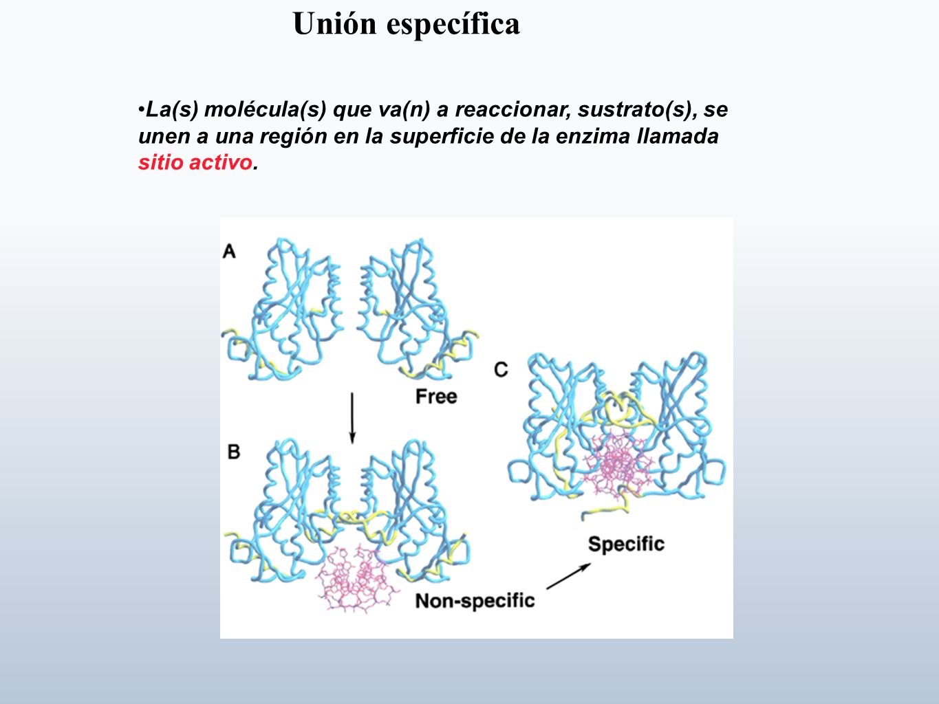 Unión específica •La(s) molécula(s) que va(n) a reaccionar, sustrato(s), se unen a una región en la superficie de la enzima llamada sitio activo.