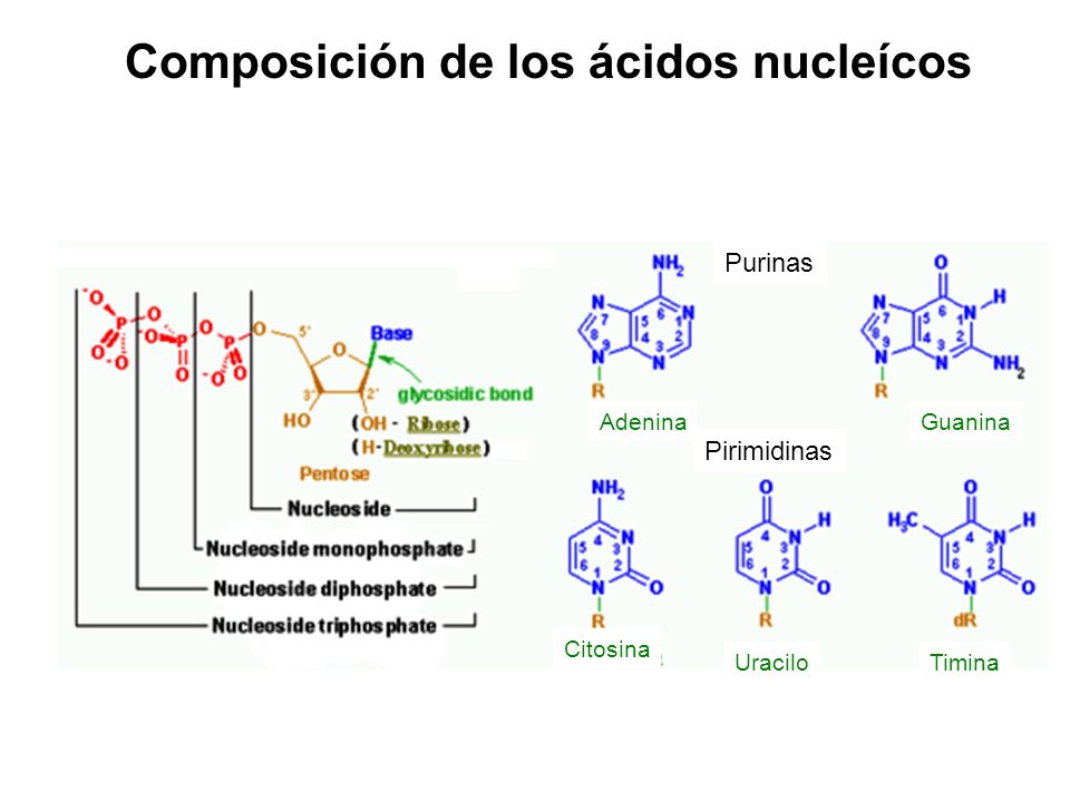 Composición de los ácidos nucleícos