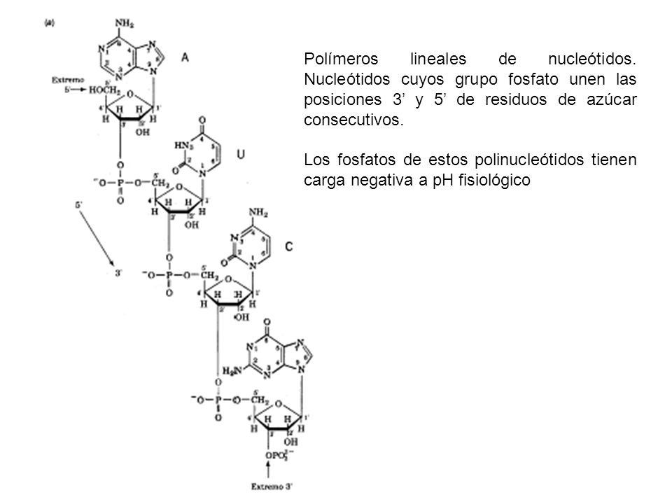 Polímeros lineales de nucleótidos