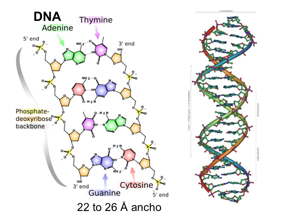 DNA 22 to 26 Å ancho