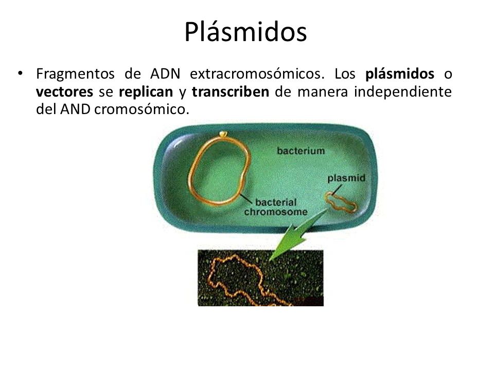 Plásmidos Fragmentos de ADN extracromosómicos.