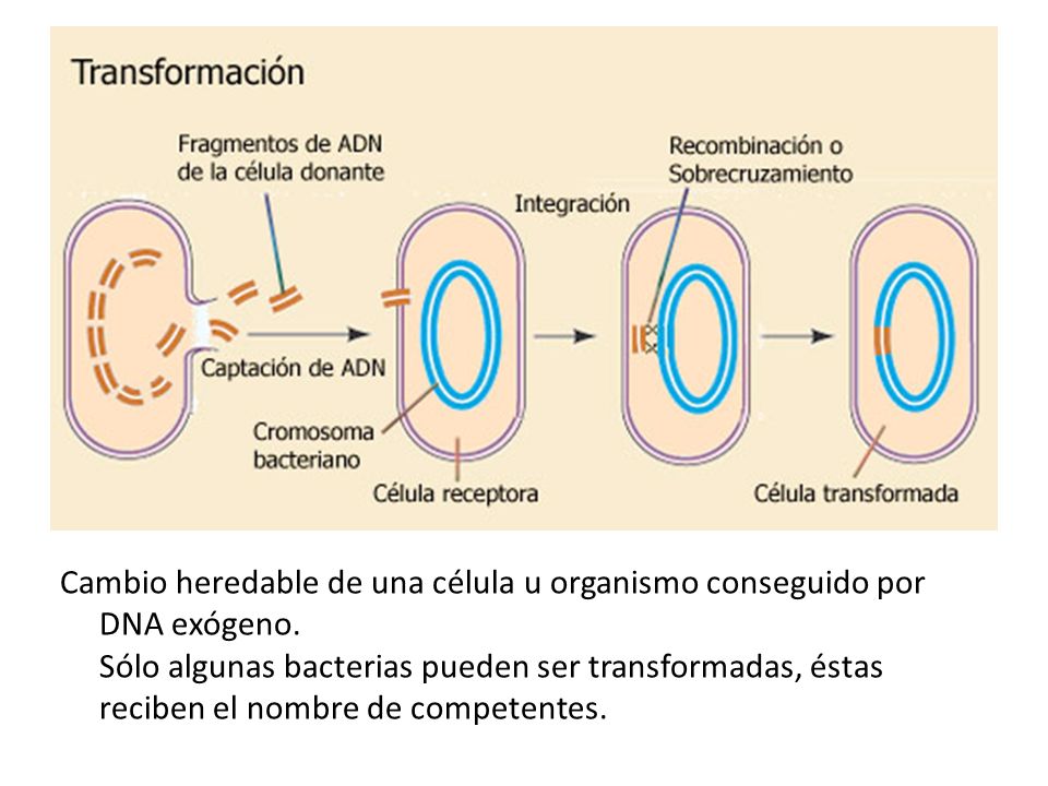 Cambio heredable de una célula u organismo conseguido por DNA exógeno