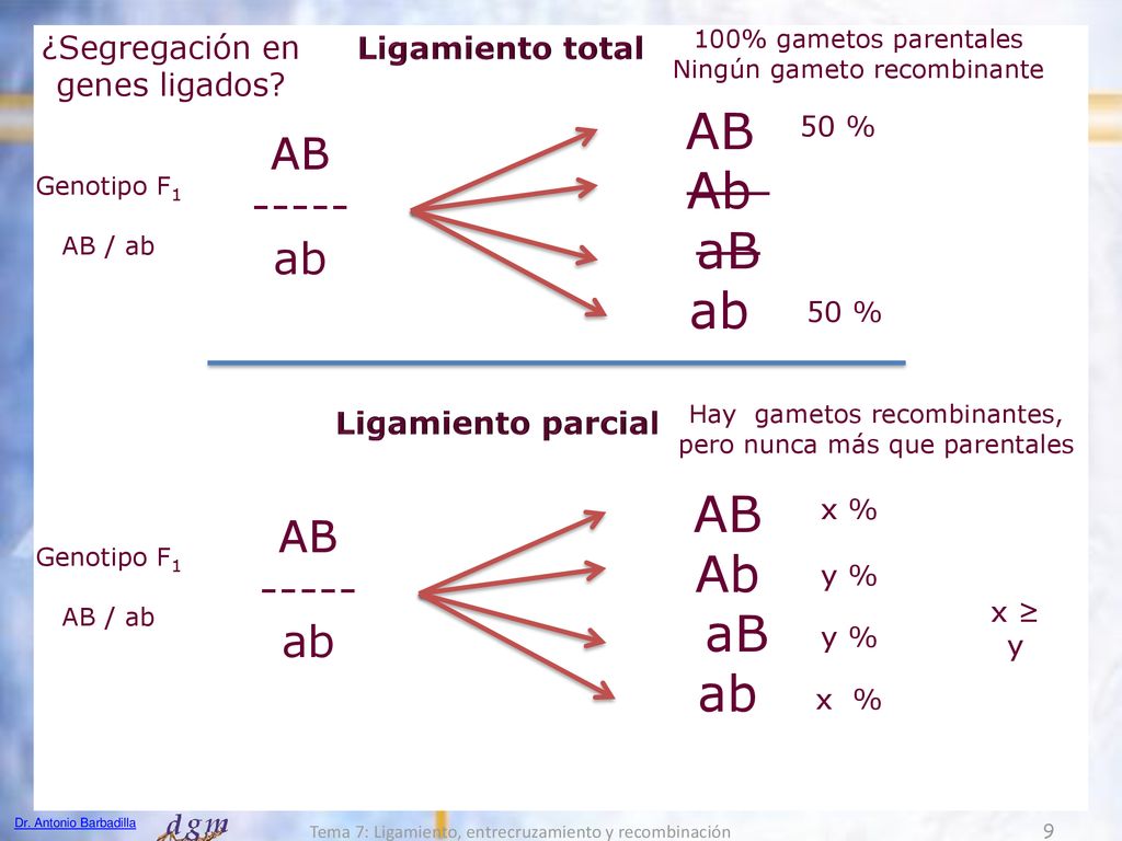 AB Ab aB ab AB Ab aB ab AB ab AB ab