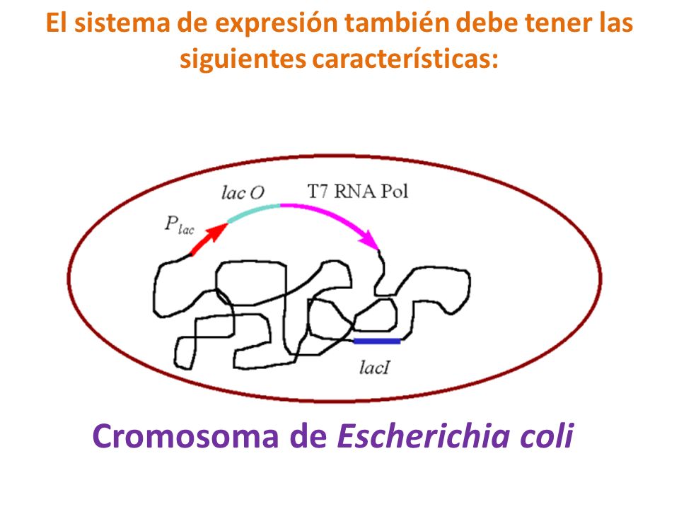 Cromosoma de Escherichia coli