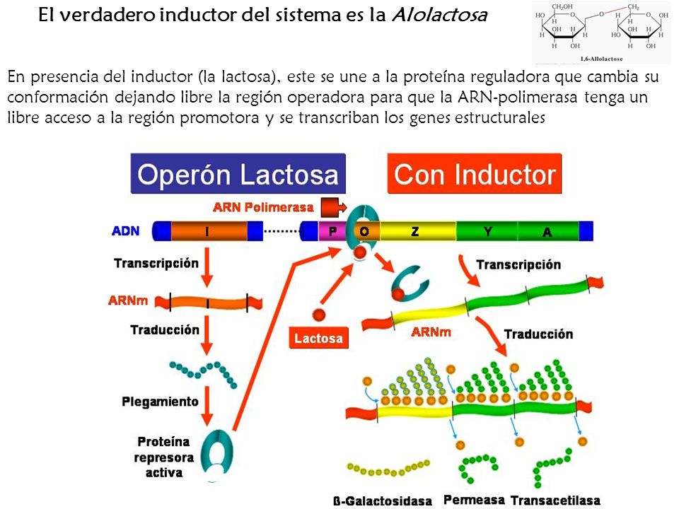 El verdadero inductor del sistema es la Alolactosa