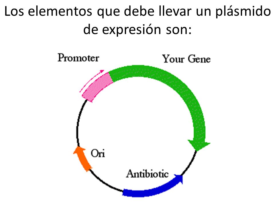 Los elementos que debe llevar un plásmido de expresión son: