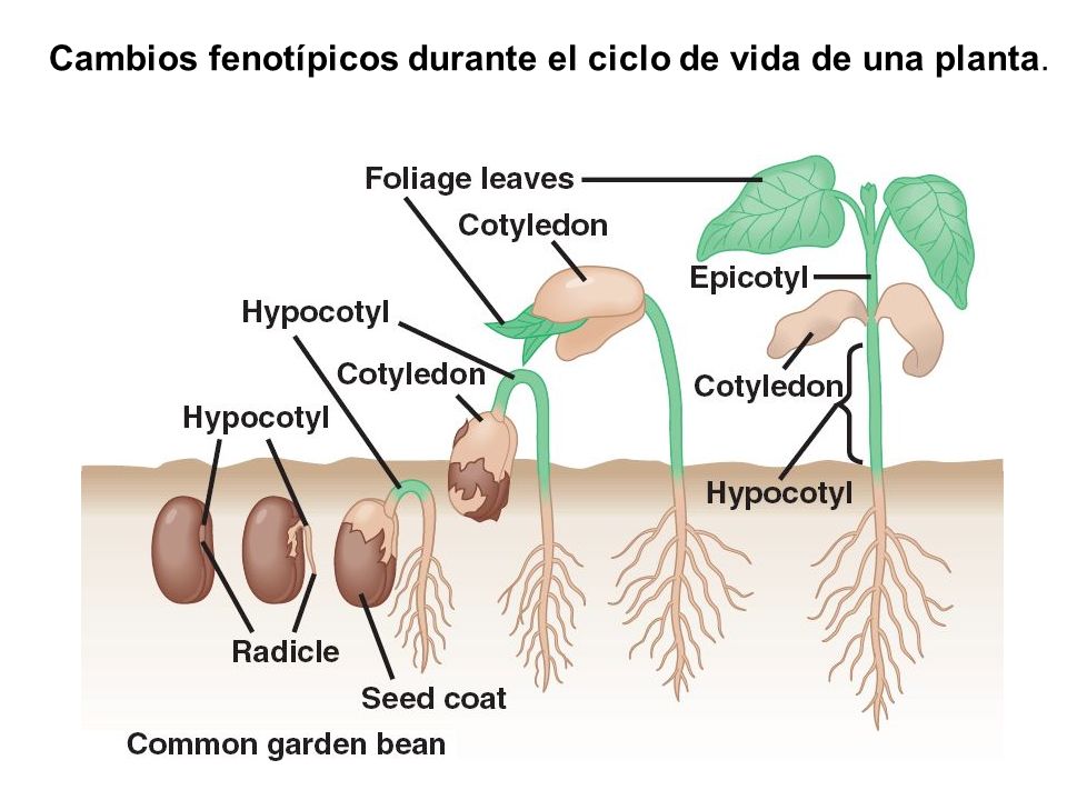 Cambios fenotípicos durante el ciclo de vida de una planta.