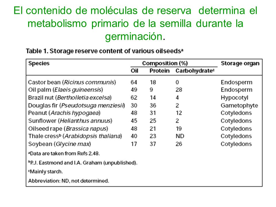 El contenido de moléculas de reserva determina el metabolismo primario de la semilla durante la germinación.