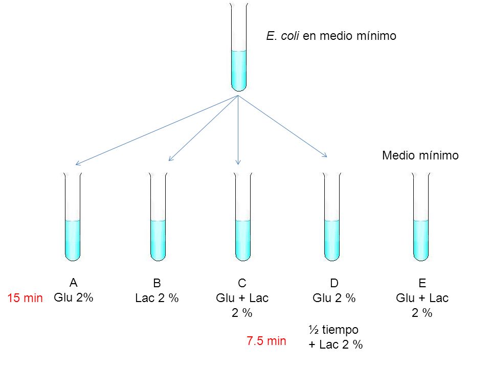 E. coli en medio mínimo Medio mínimo. A. Glu 2% B. Lac 2 % C. Glu + Lac. 2 % D. Glu 2 % E.