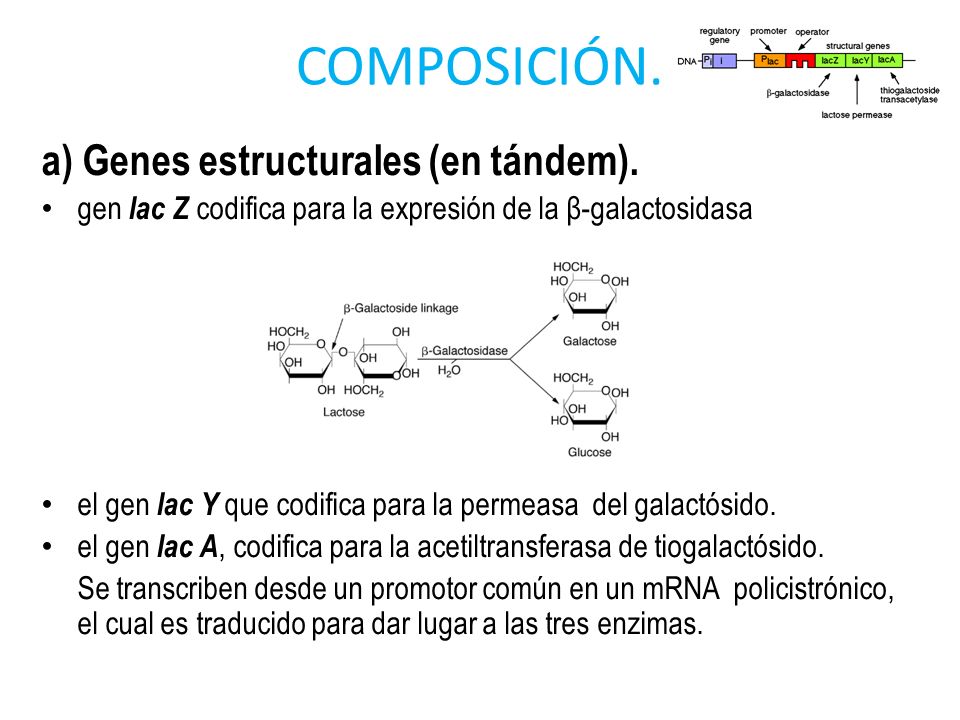 COMPOSICIÓN. a) Genes estructurales (en tándem).