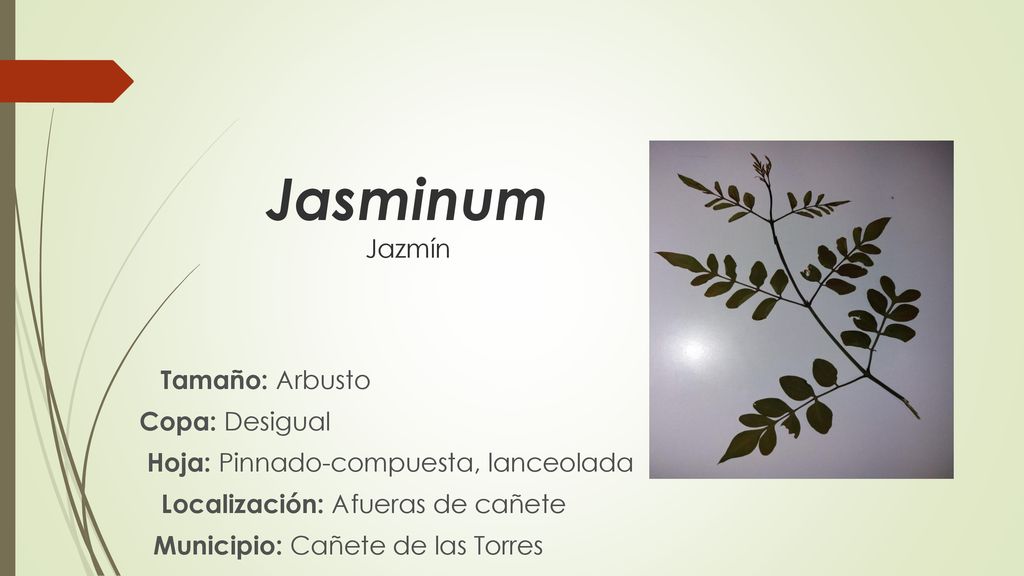 Jasminum Jazmín Tamaño: Arbusto Copa: Desigual Hoja: Pinnado-compuesta, lanceolada Localización: Afueras de cañete Municipio: Cañete de las Torres