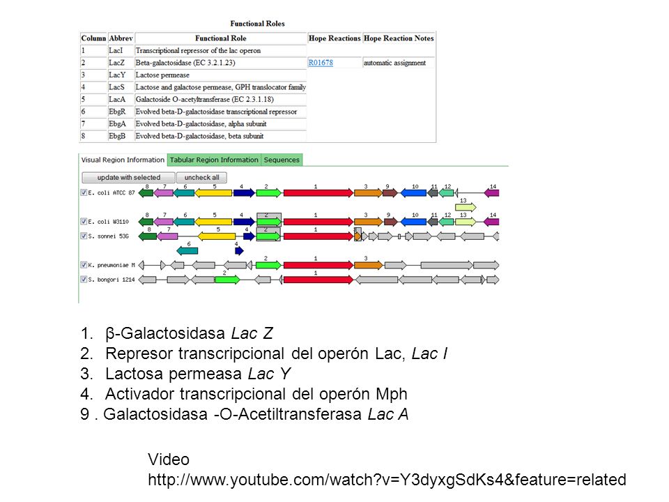 β-Galactosidasa Lac Z Represor transcripcional del operón Lac, Lac I. Lactosa permeasa Lac Y. Activador transcripcional del operón Mph.