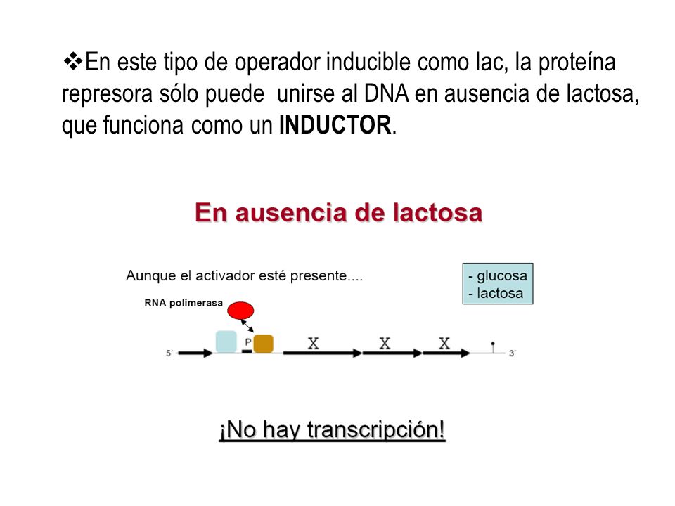 En este tipo de operador inducible como lac, la proteína represora sólo puede unirse al DNA en ausencia de lactosa, que funciona como un INDUCTOR.