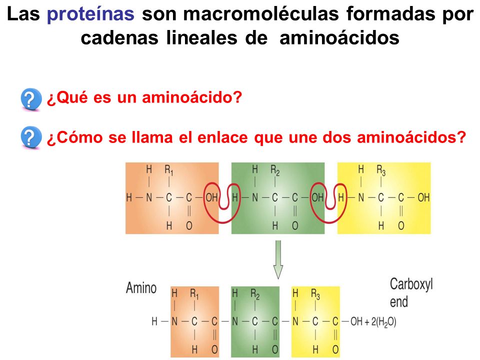 Las proteínas son macromoléculas formadas por cadenas lineales de aminoácidos