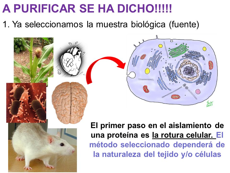 A PURIFICAR SE HA DICHO!!!!! 1. Ya seleccionamos la muestra biológica (fuente)