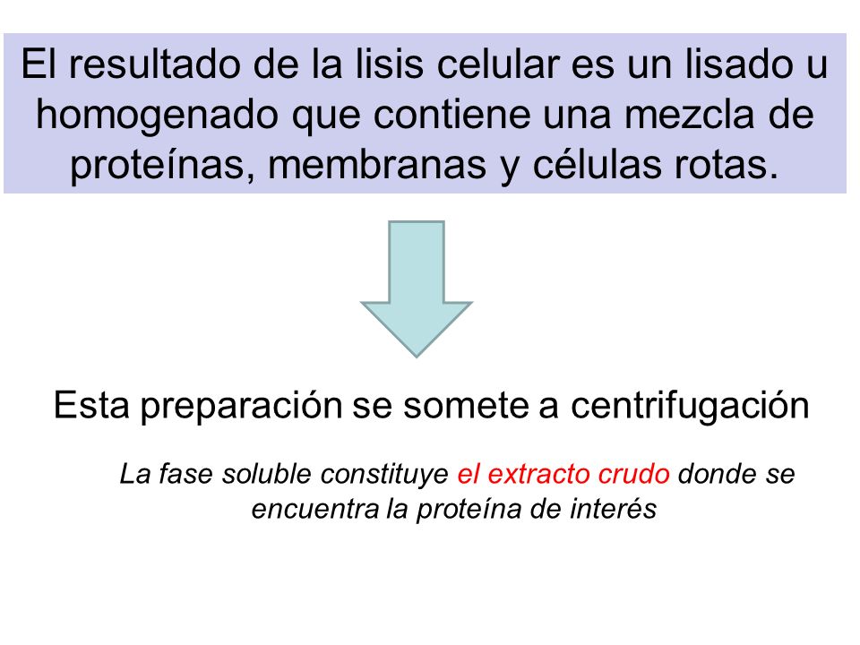 El resultado de la lisis celular es un lisado u homogenado que contiene una mezcla de proteínas, membranas y células rotas.