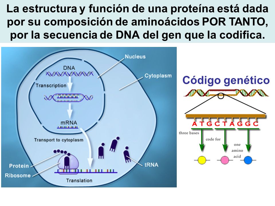 La estructura y función de una proteína está dada por su composición de aminoácidos POR TANTO, por la secuencia de DNA del gen que la codifica.