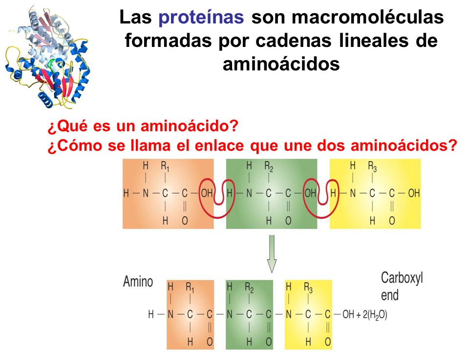 Las proteínas son macromoléculas formadas por cadenas lineales de aminoácidos