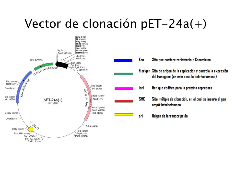 Vector de clonación pET-24a(+)