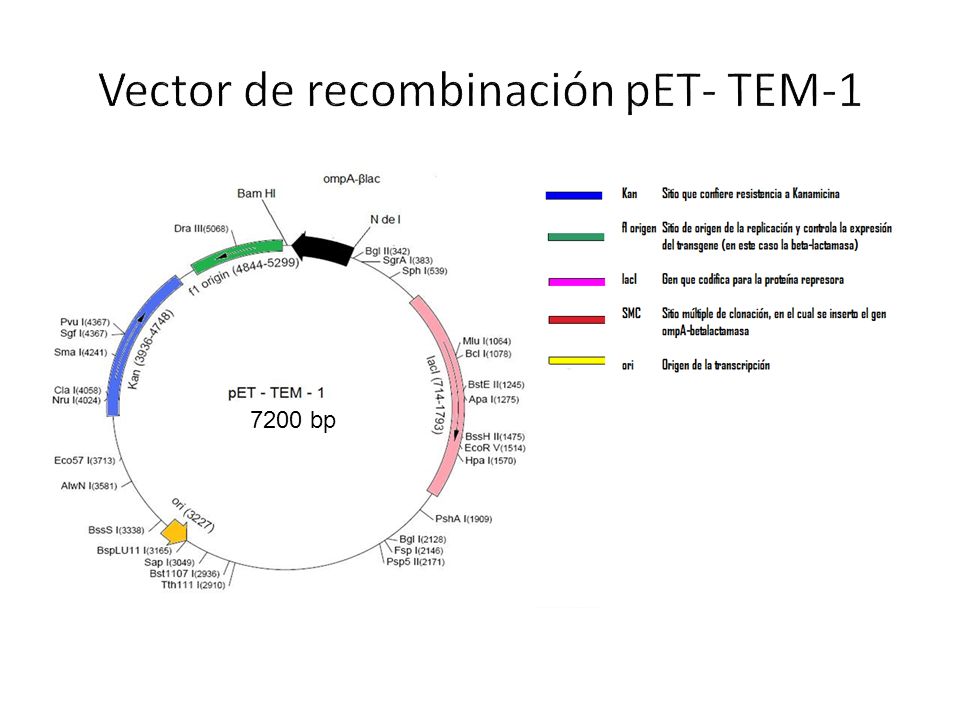 Vector de recombinación pET- TEM-1