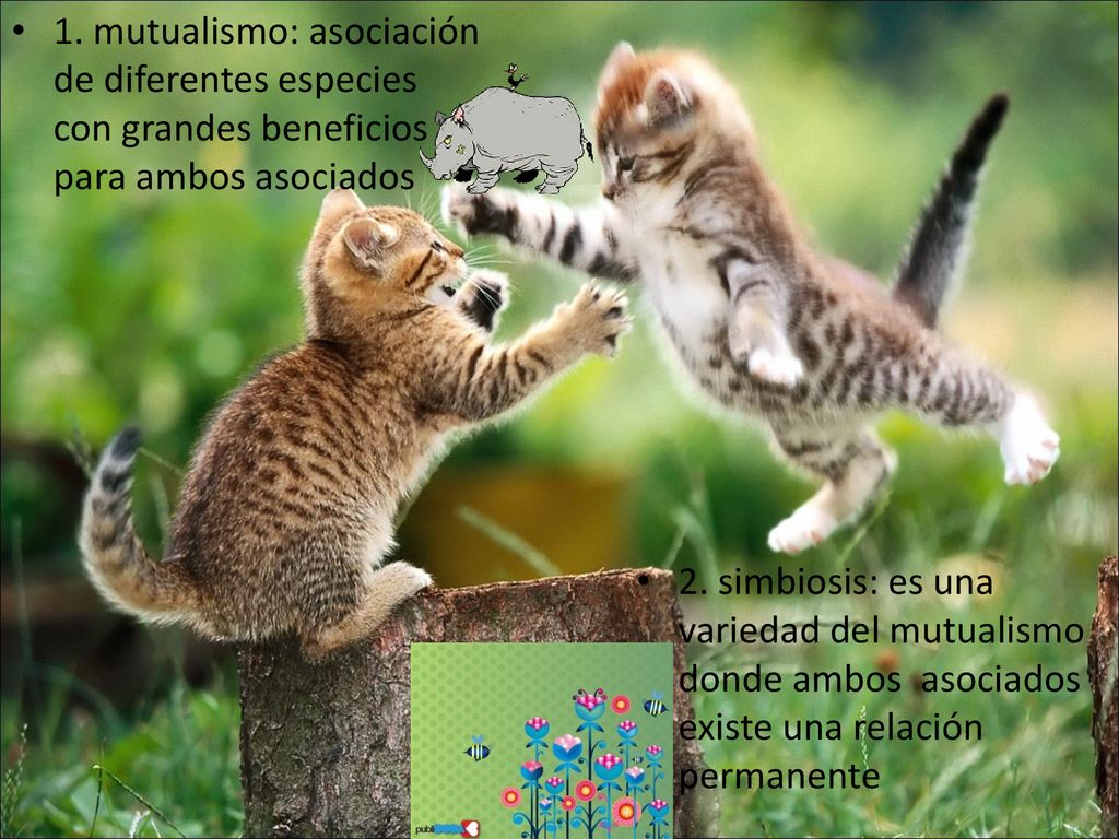 1. mutualismo: asociación de diferentes especies con grandes beneficios para ambos asociados