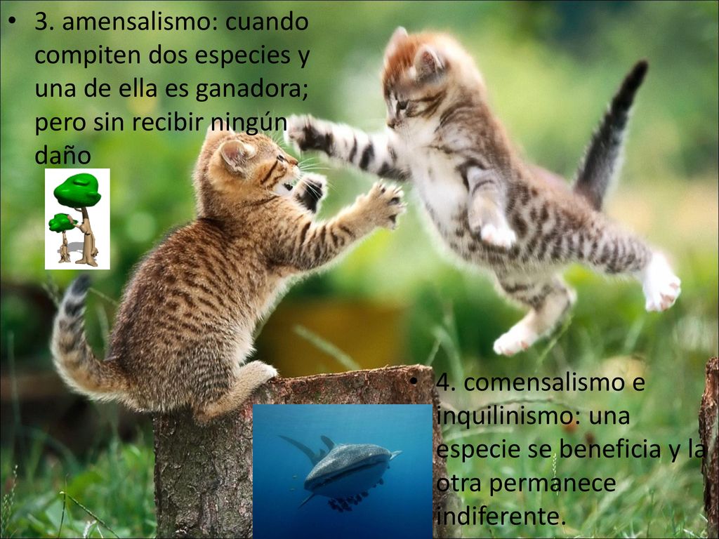 3. amensalismo: cuando compiten dos especies y una de ella es ganadora; pero sin recibir ningún daño
