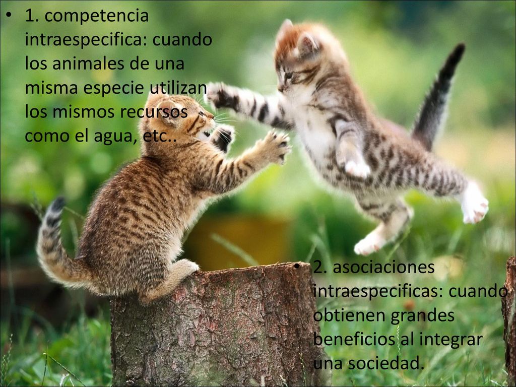 1. competencia intraespecifica: cuando los animales de una misma especie utilizan los mismos recursos como el agua, etc..