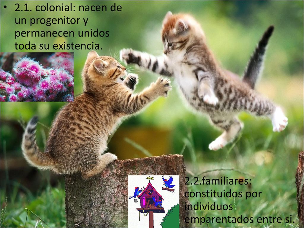 2.1. colonial: nacen de un progenitor y permanecen unidos toda su existencia.