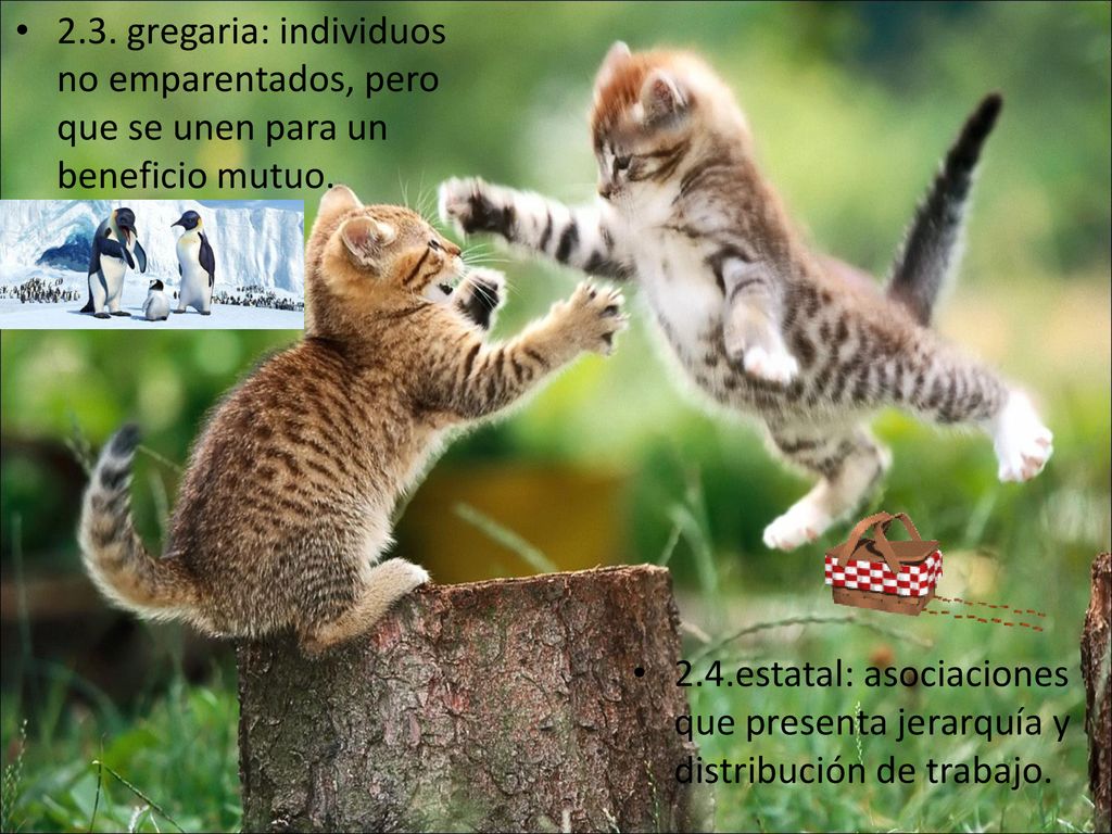 2.3. gregaria: individuos no emparentados, pero que se unen para un beneficio mutuo.