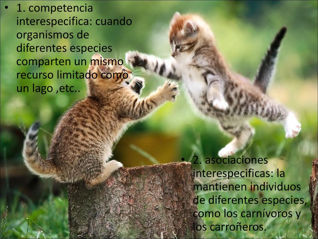 1. competencia interespecifica: cuando organismos de diferentes especies comparten un mismo recurso limitado como un lago ,etc..