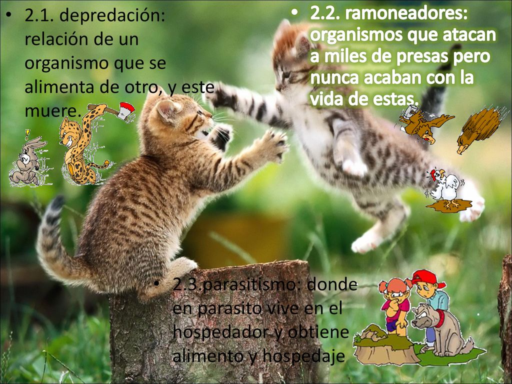 2.1. depredación: relación de un organismo que se alimenta de otro, y este muere.