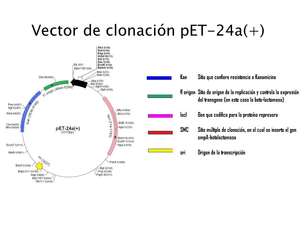 Vector de clonación pET-24a(+)