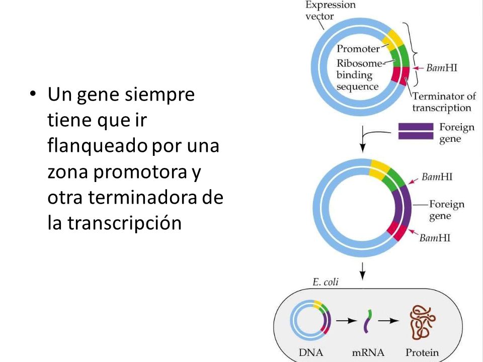Un gene siempre tiene que ir flanqueado por una zona promotora y otra terminadora de la transcripción