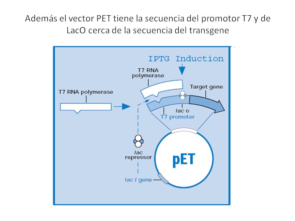 Además el vector PET tiene la secuencia del promotor T7 y de LacO cerca de la secuencia del transgene