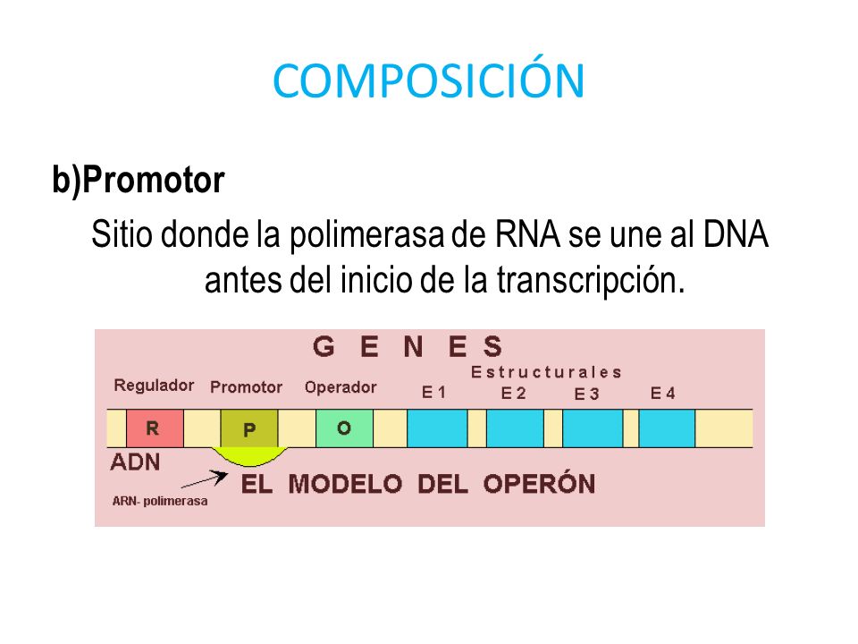 COMPOSICIÓN b)Promotor Sitio donde la polimerasa de RNA se une al DNA antes del inicio de la transcripción.