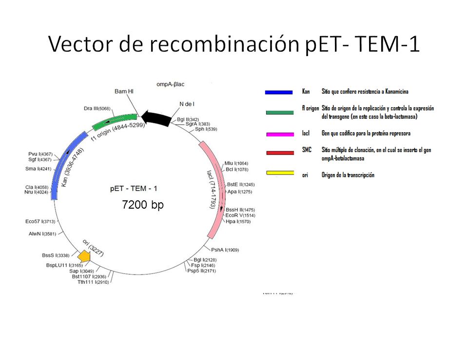Vector de recombinación pET- TEM-1