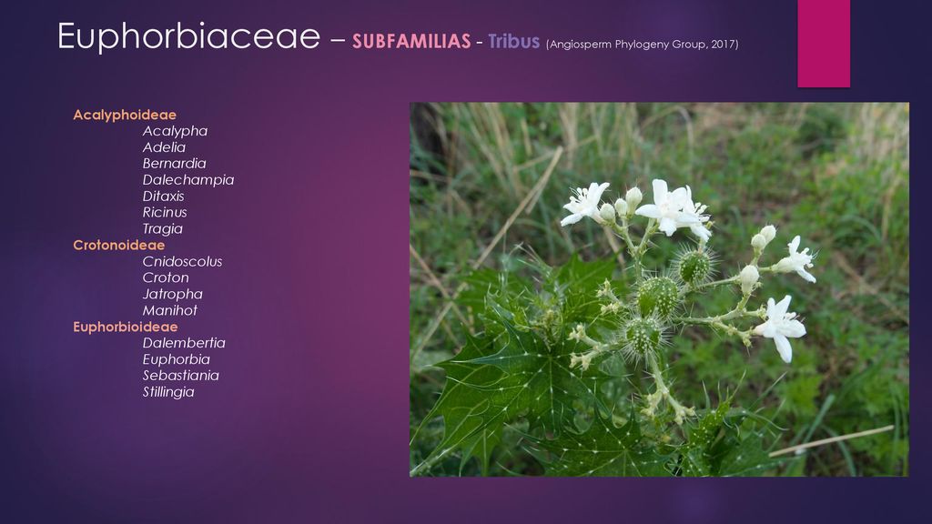 Euphorbiaceae – SUBFAMILIAS - Tribus (Angiosperm Phylogeny Group, 2017)