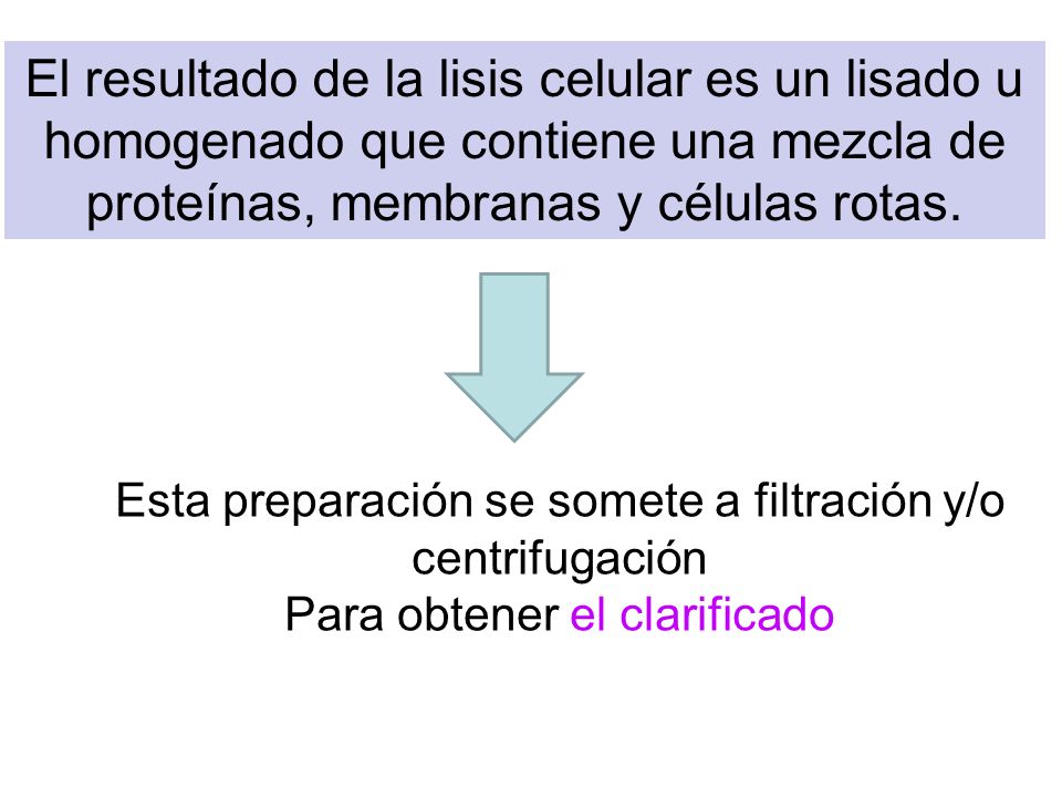 El resultado de la lisis celular es un lisado u homogenado que contiene una mezcla de proteínas, membranas y células rotas.